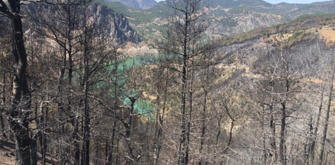 Adana da 4 bin 150 hektar orman alanı zarar gördü